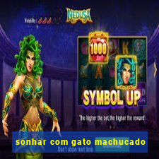 sonhar com gato machucado